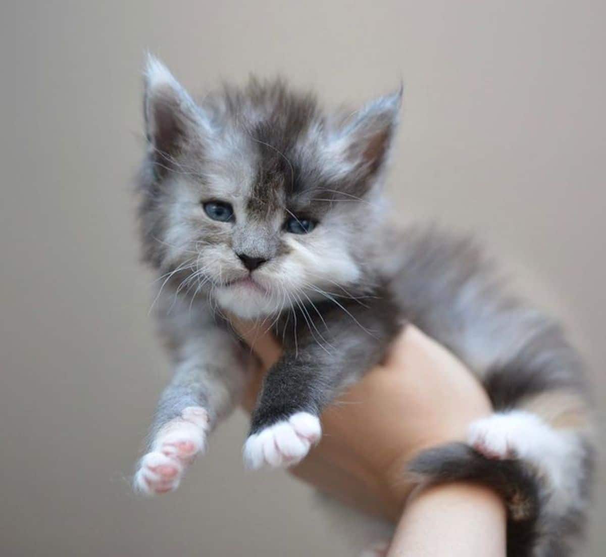 A hand holding a fluffy gray maine coon kitten.