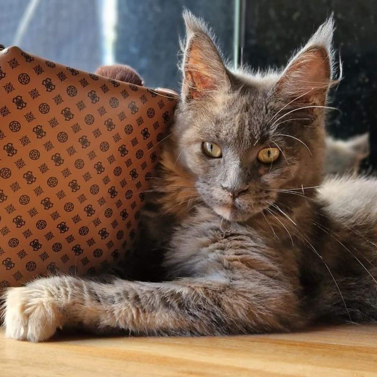 A fluffy gray maine coon with golden eyes lying on a floor.