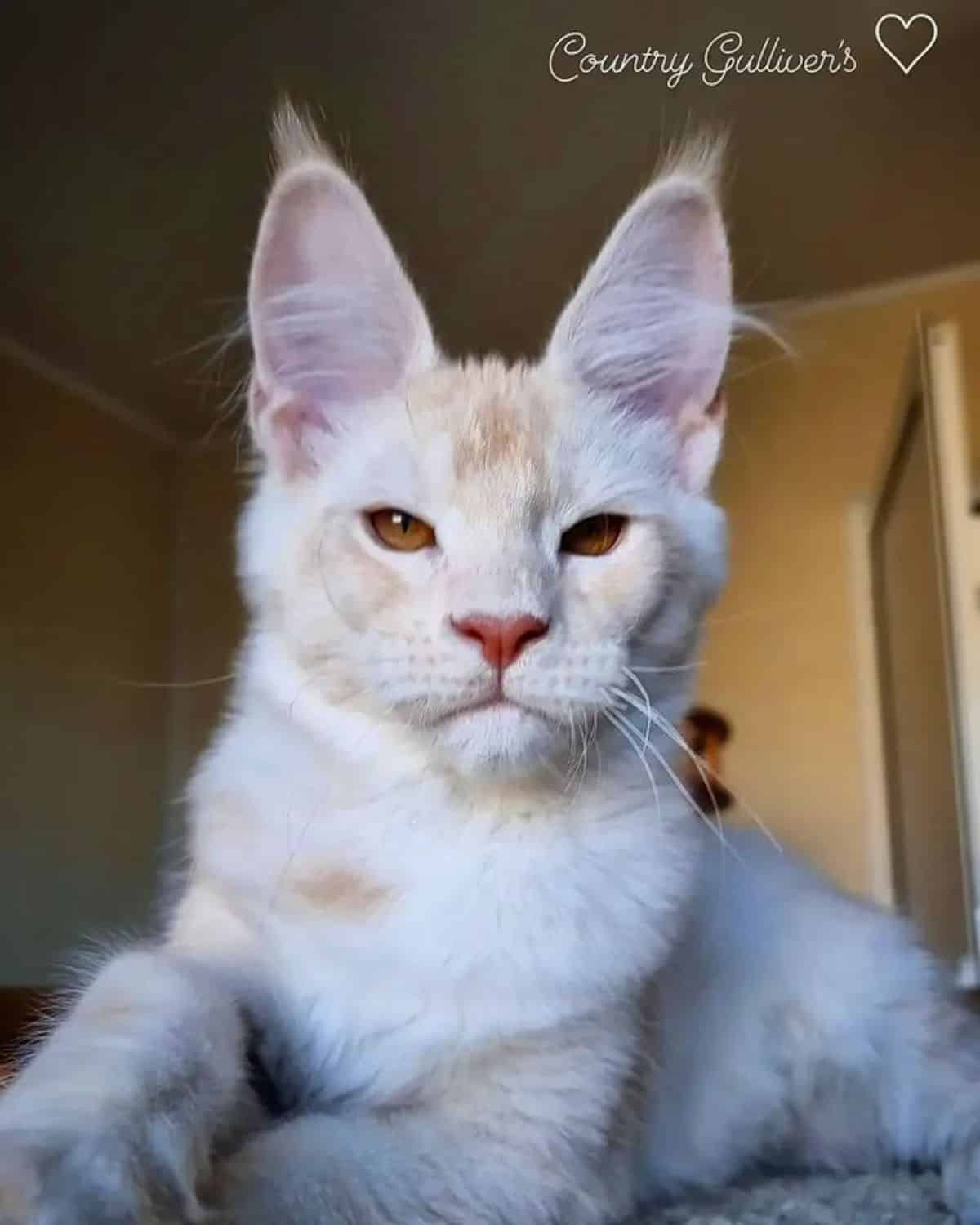 A white-cream maine coon lying on a carpet.