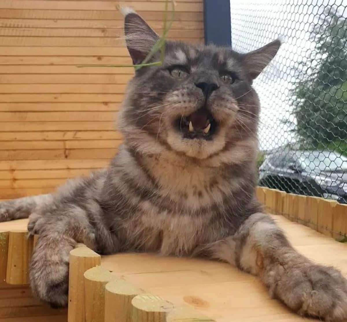 A silver maine coon lying on a wooden floor with an open mouth.