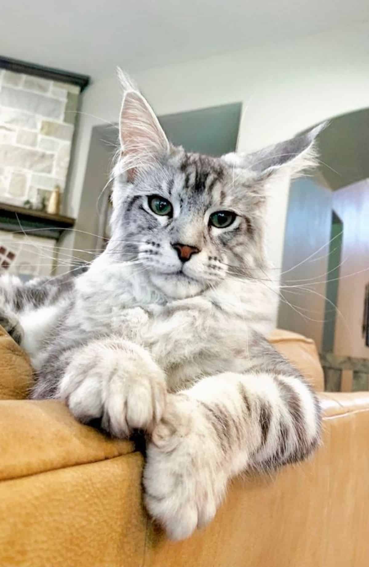 A silver-tabby maine coon lying on a leather couch.