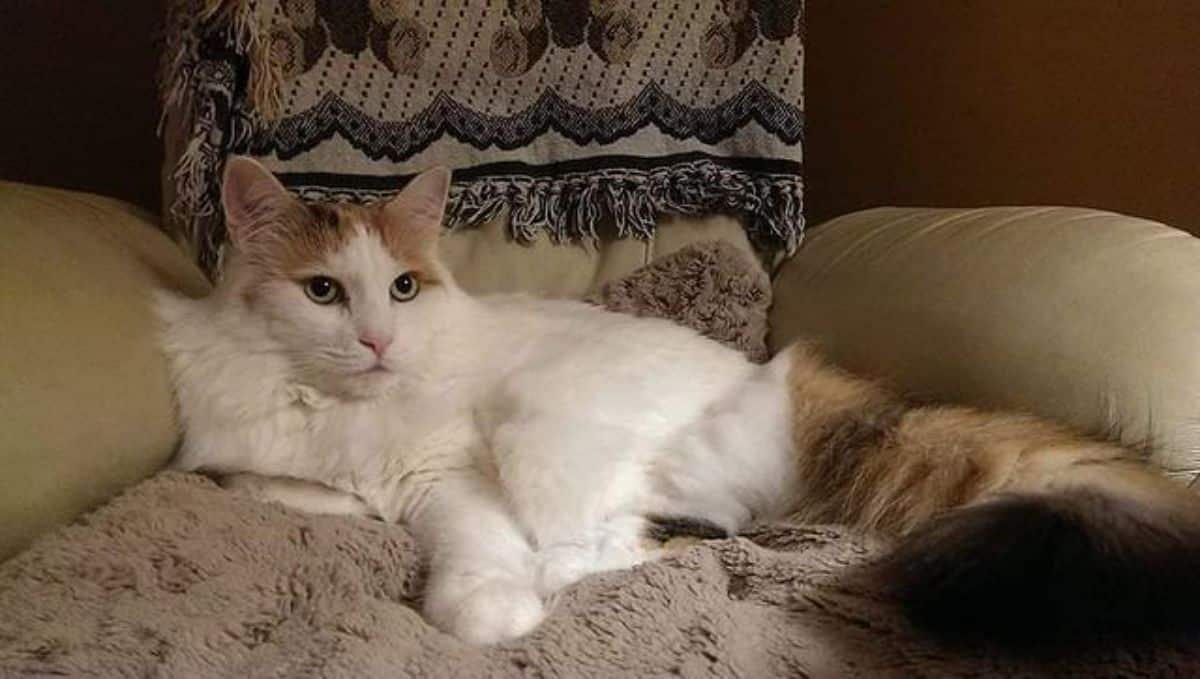 White-brown maine coon lying on a sofa.