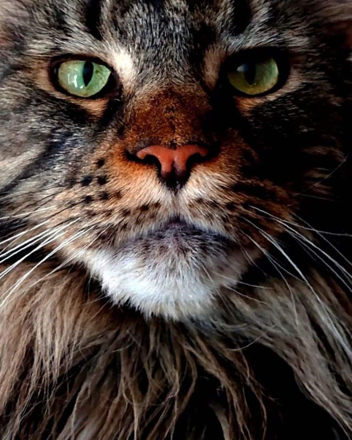 A close-up of a brown maine coon with golden-green eyes.