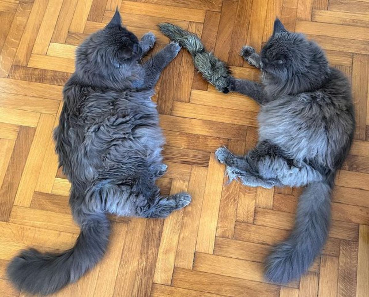 Two beautiful blue maine coons lying on a floor.