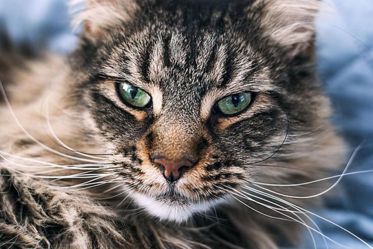 A close-up of a brown maine coon with green eyes.