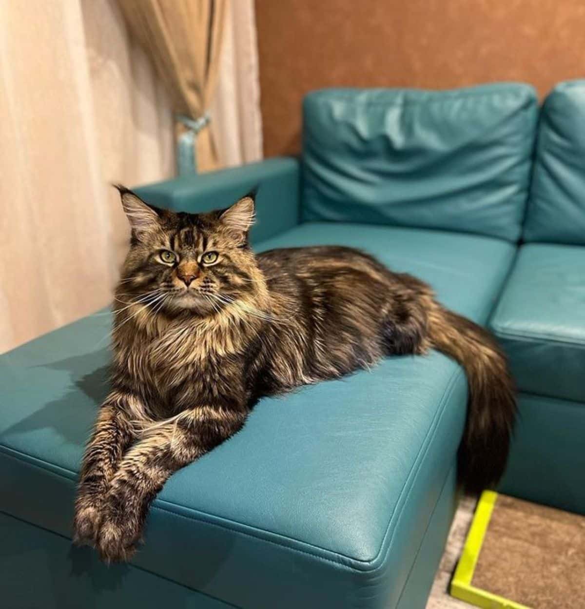 A brown tabby maine coon lying on a green couch.