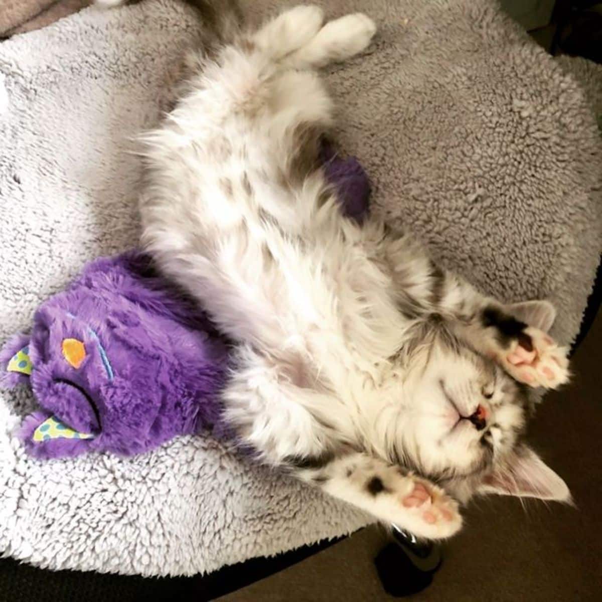 A tabby maine coon kitten lying on a cat bed in a funny pose.