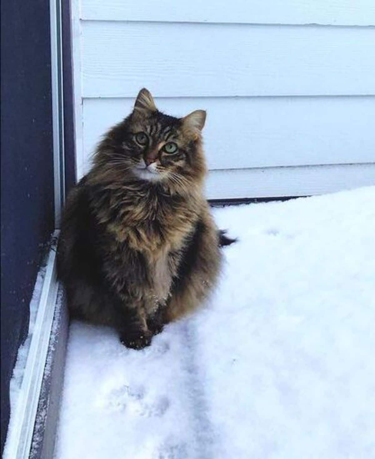 A brown fluffy maine coon sitting on a snow-covered porch.