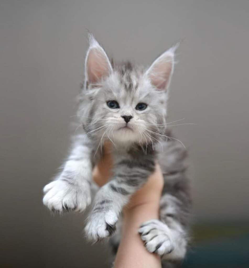 17 Photos of Heart-Melting Maine Coon Newborn Kitties (So Tiny ...