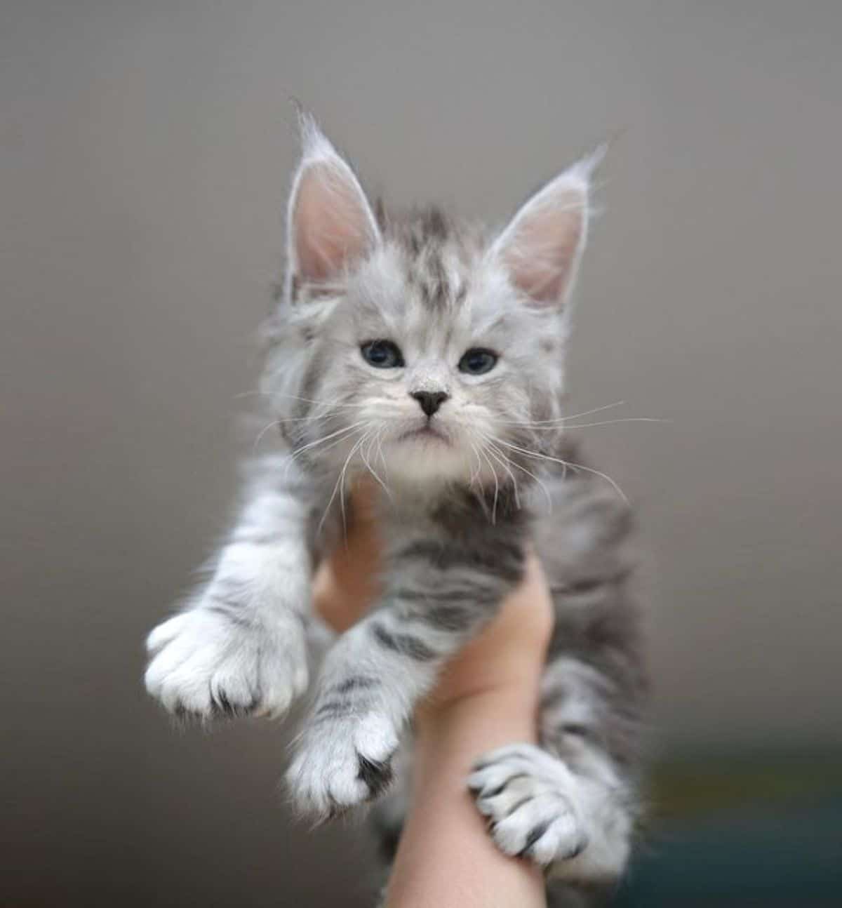 A hand holding a silver maine coon kitten.