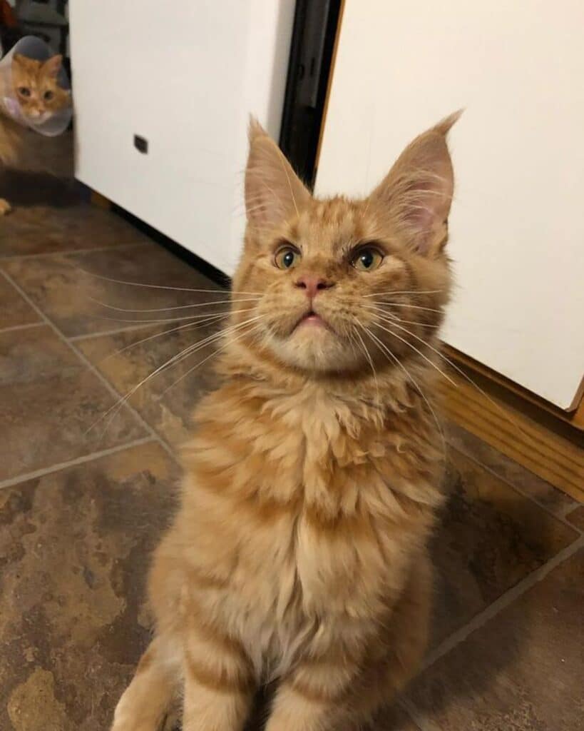 21 Cute Spotted Maine Coon Cats You’ll Adore - MaineCoon.org