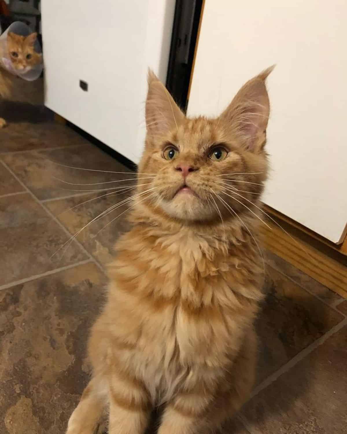 Light-brown fluffy maine coon sitting on a floor.