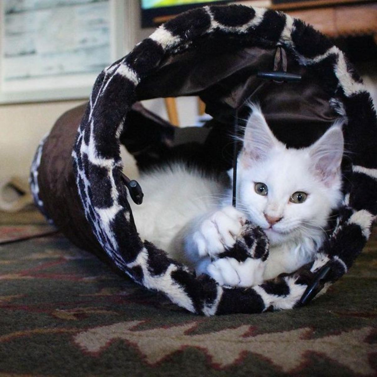 A white maine coon lying in a cat bed.