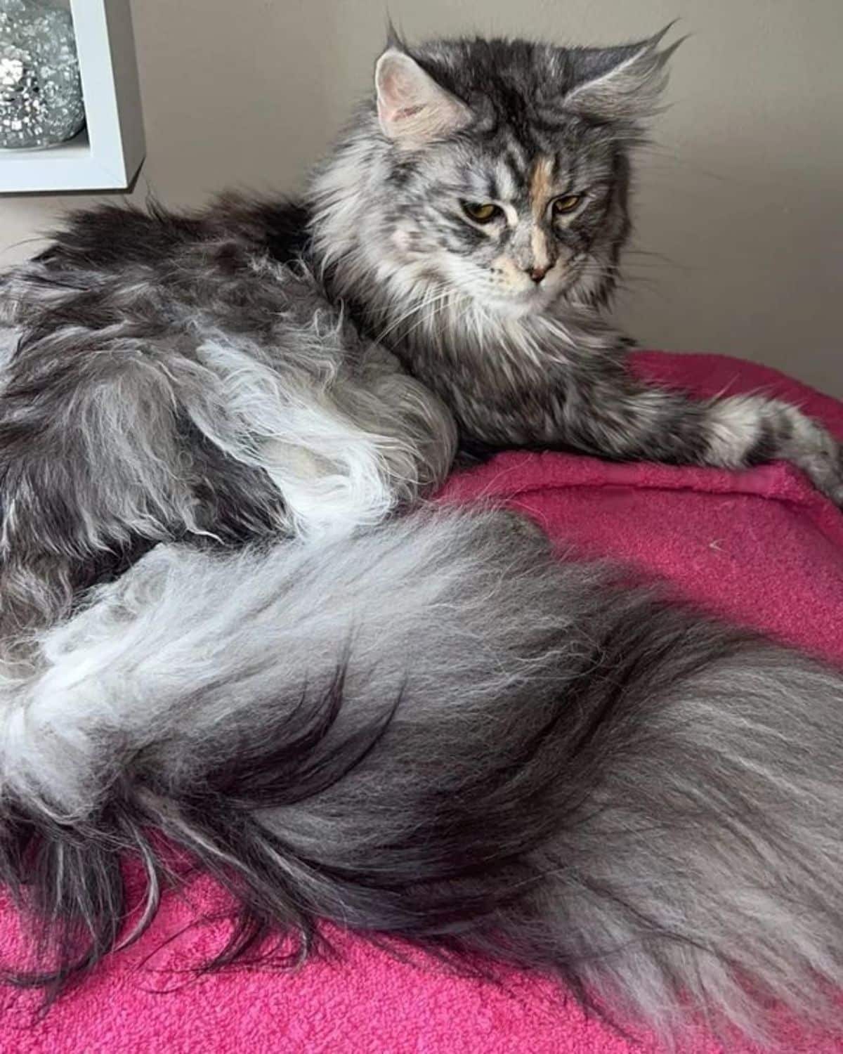 A super fluffy silver maine coon lying on a pink blanket.