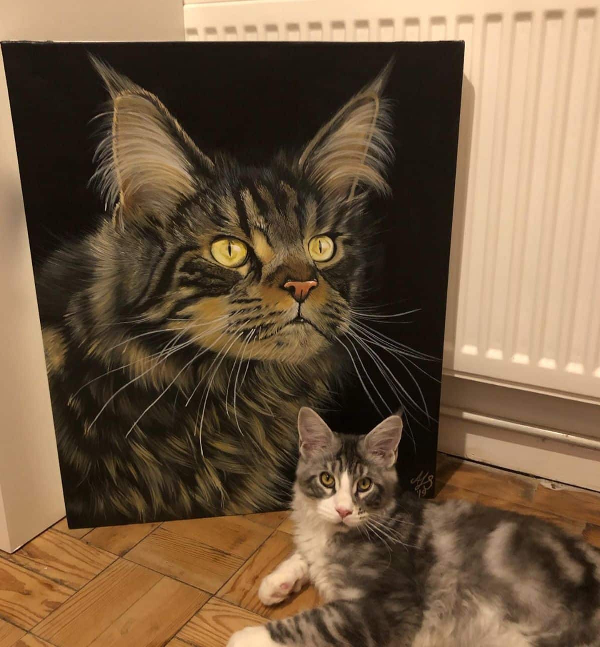 A tabby maine coon lying on a floor next to a maine coon portrait.