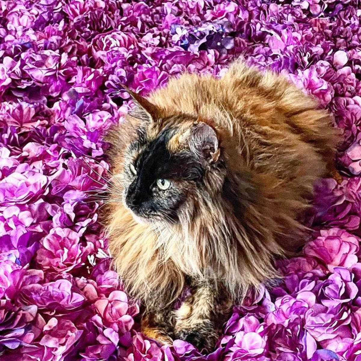 A fluffy brown maine coon lying on pink flowers.