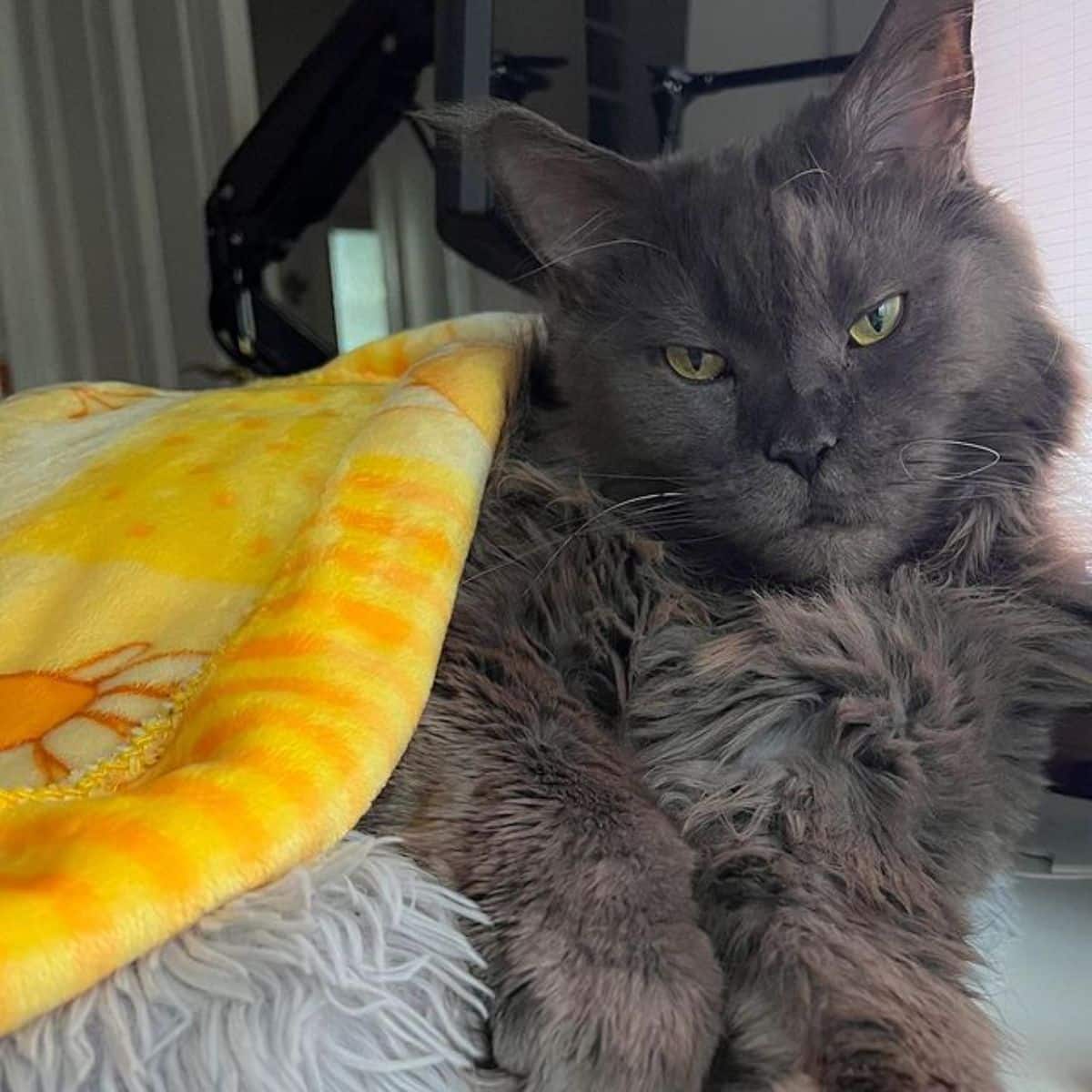 A beautiful blue maine coon lying under yellow blanket.