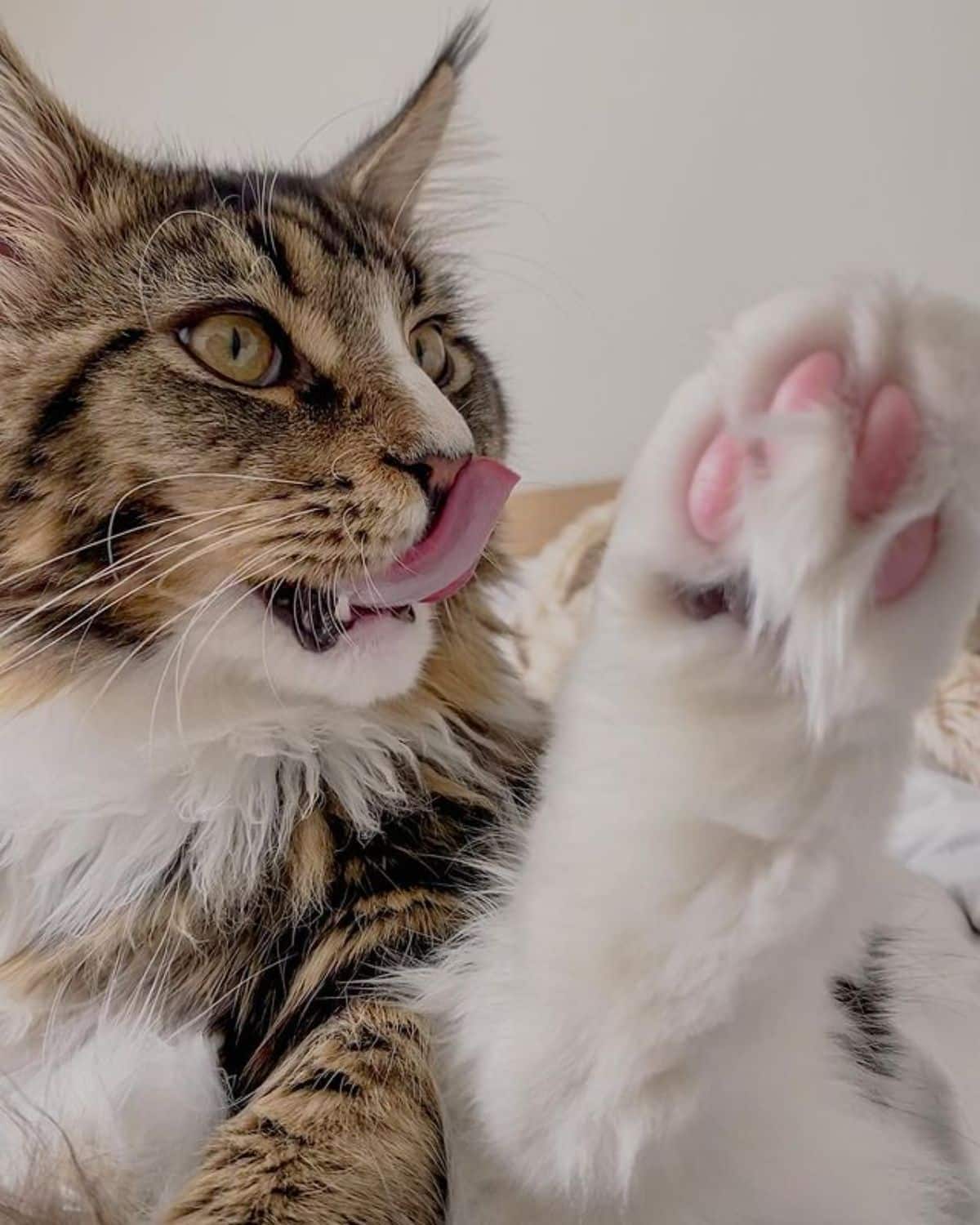 A brown-white maine coon licking his own pawn.