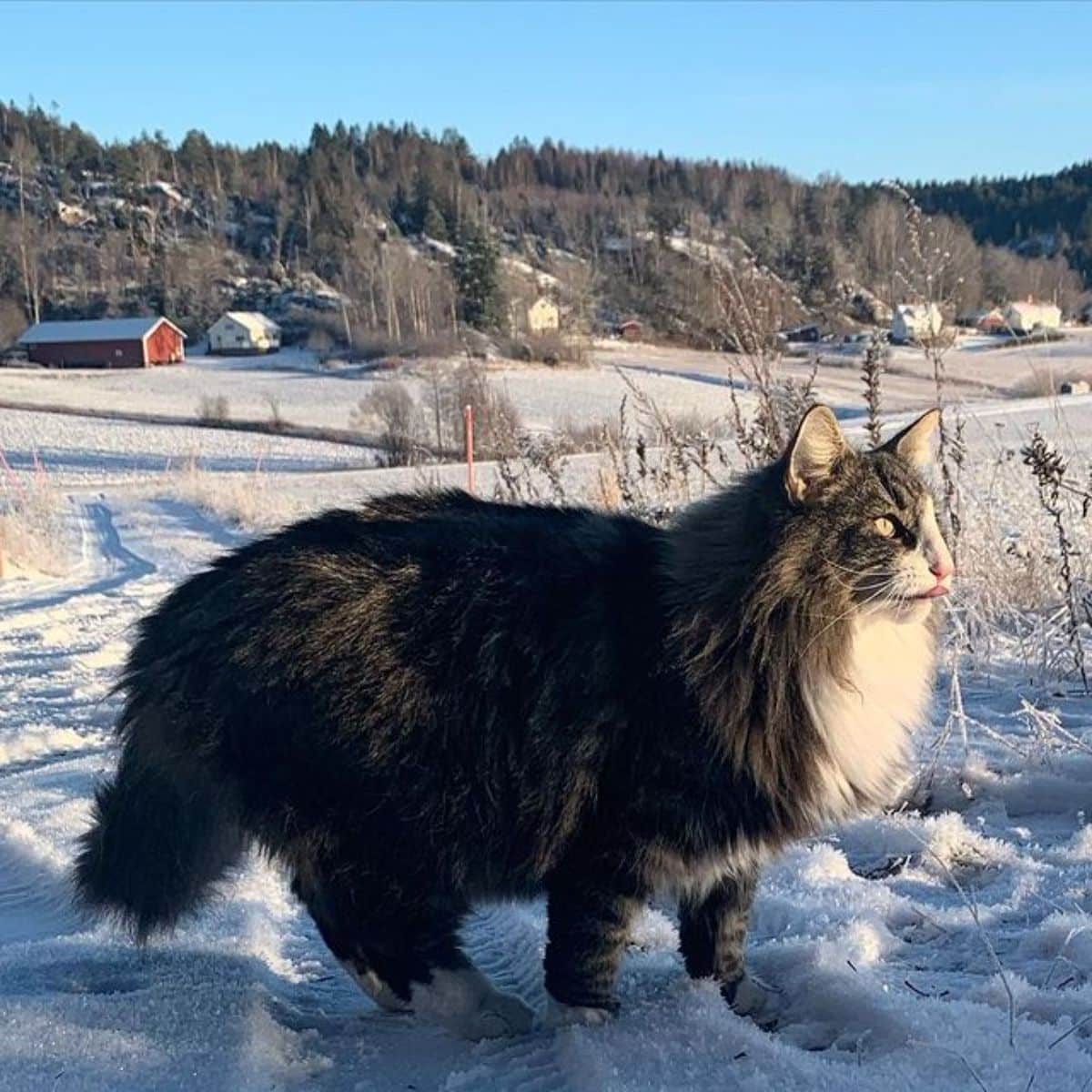 A brown-white maine coon with a neck ruff standing on the snow.
