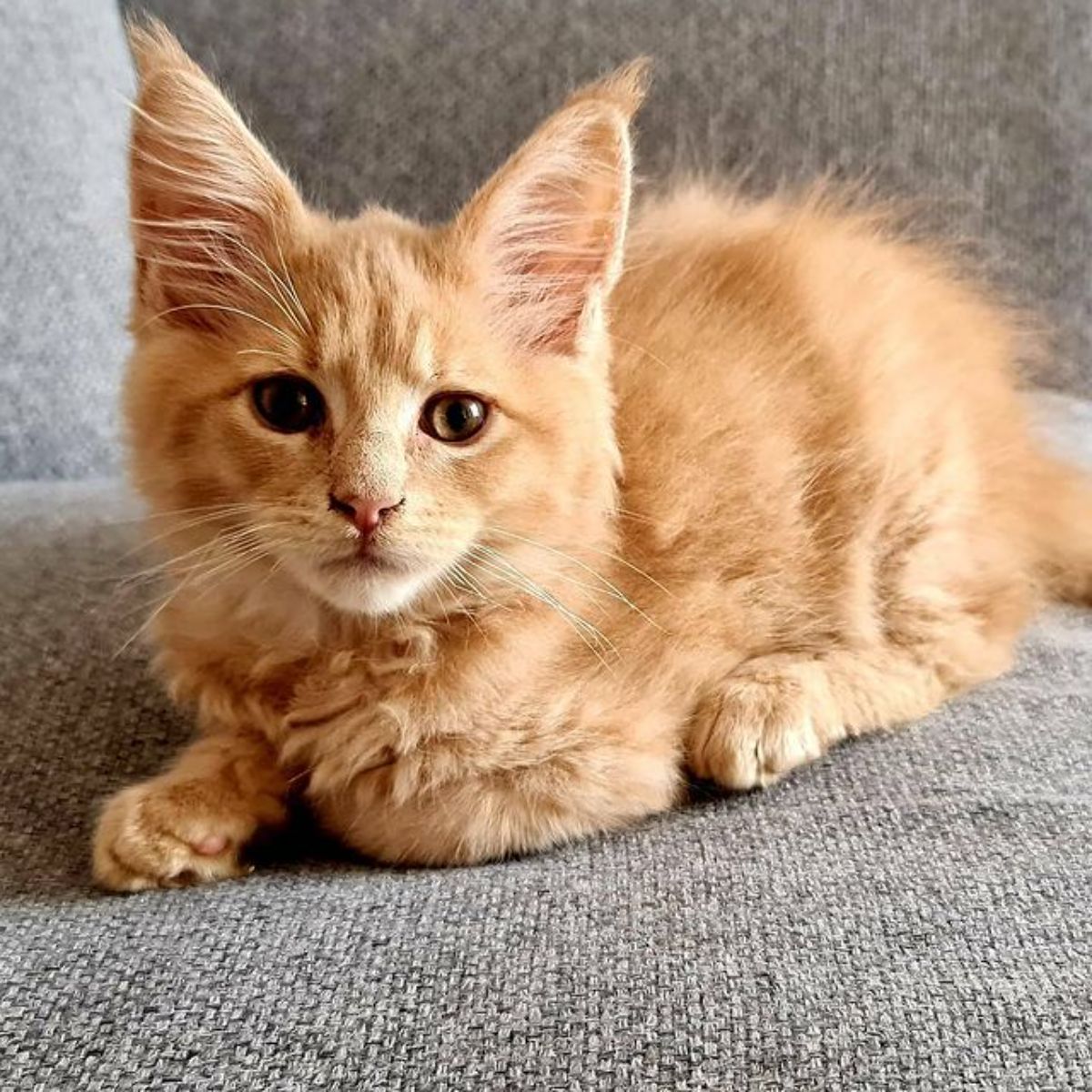 A cute ginger maine coon kitten lying on a  couch.