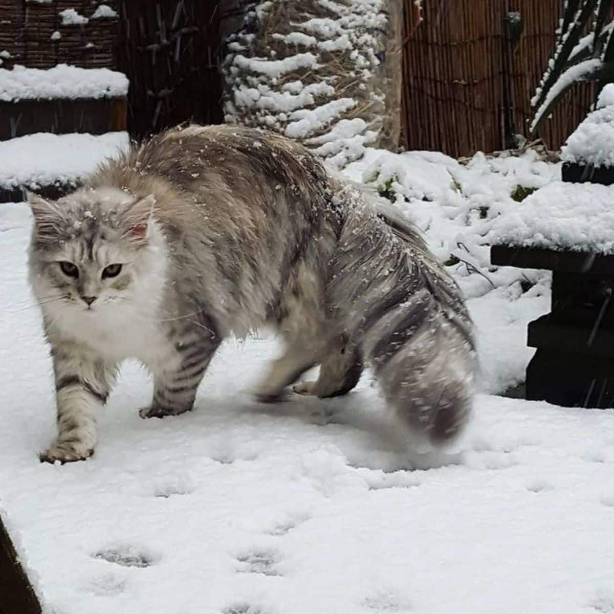 A silver-gray maine coon walking in a snow-covered backyard.