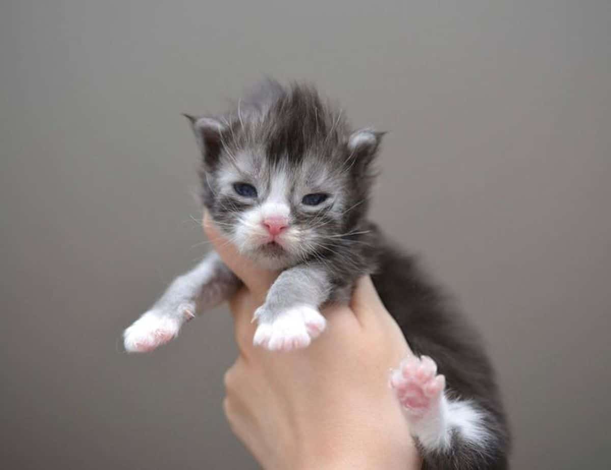 A hand holding a newborn gray maine coon.