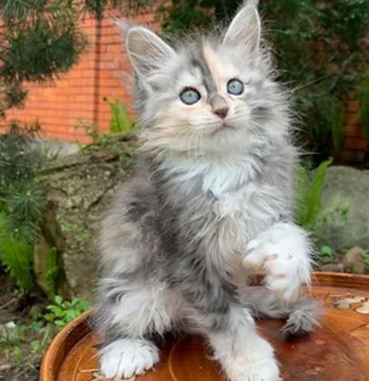 A fluffy calico maine coon sitting on a top of a small outdoor table.
