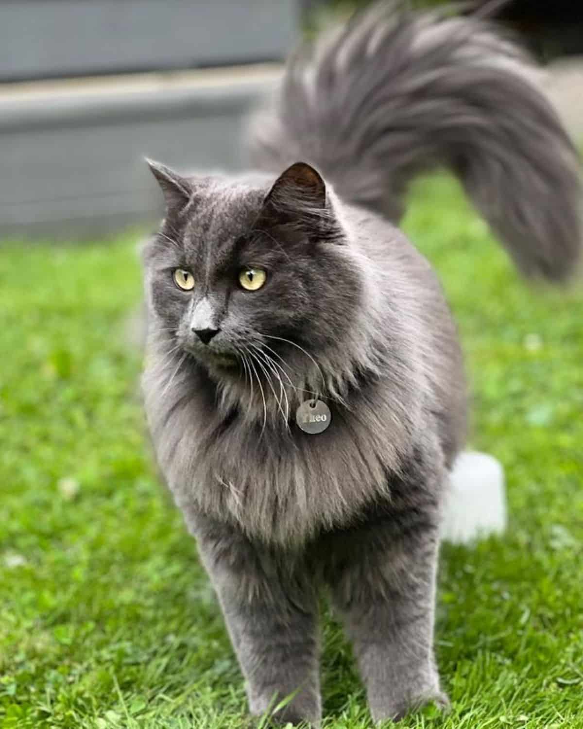 A gray fluffy maine coon standing on a green lawn.