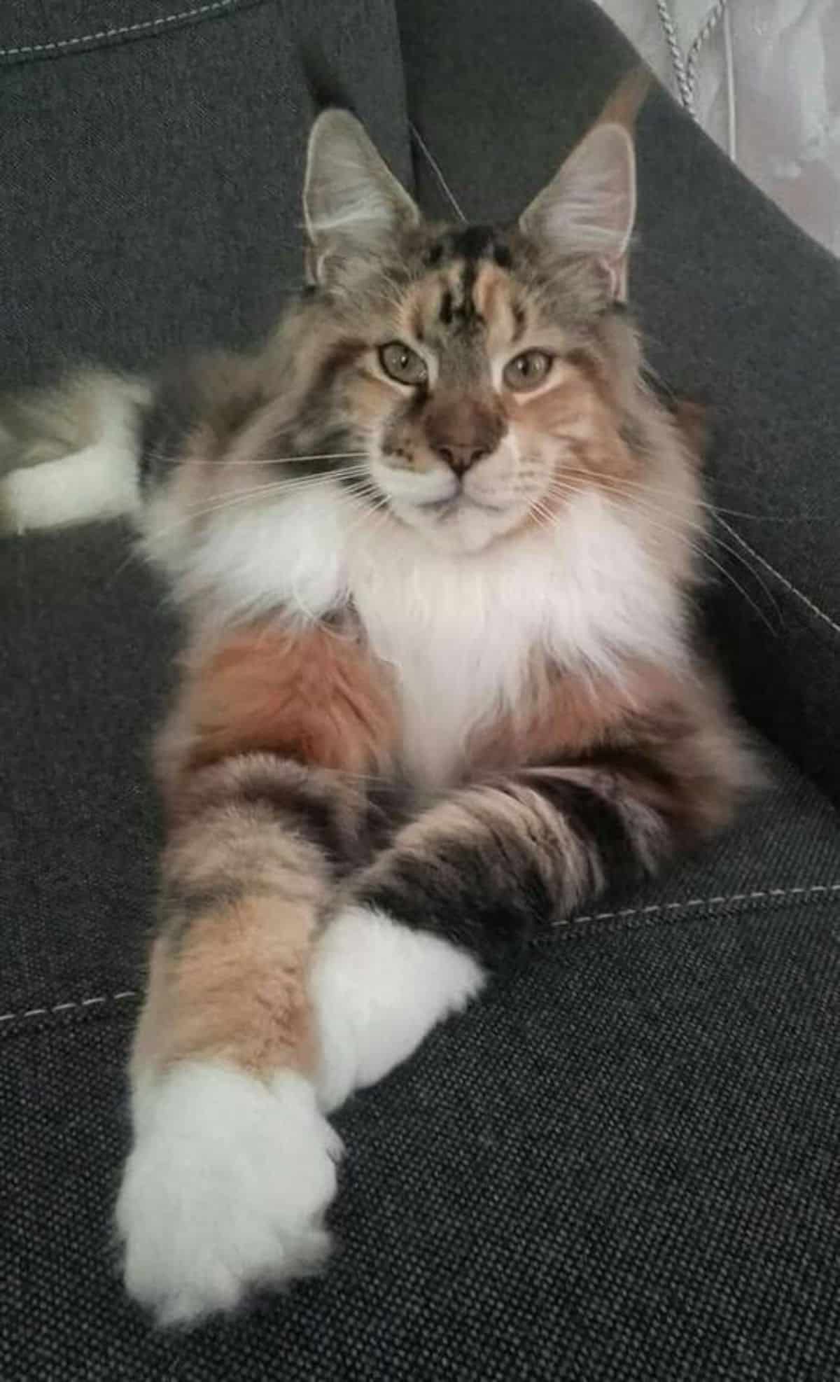 A tabby maine coon lying in a cat bed.