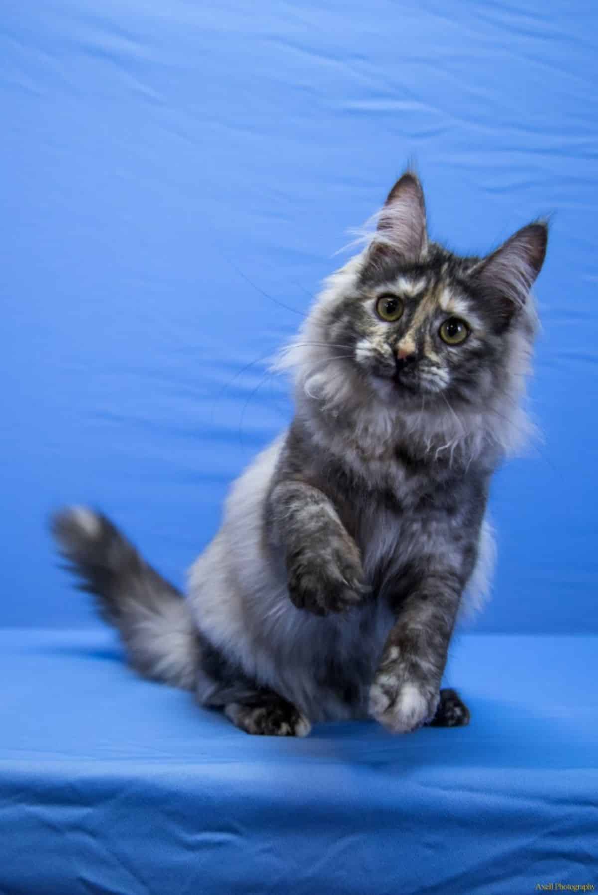 A black-gray maine coon sitting on a blue blanket.
