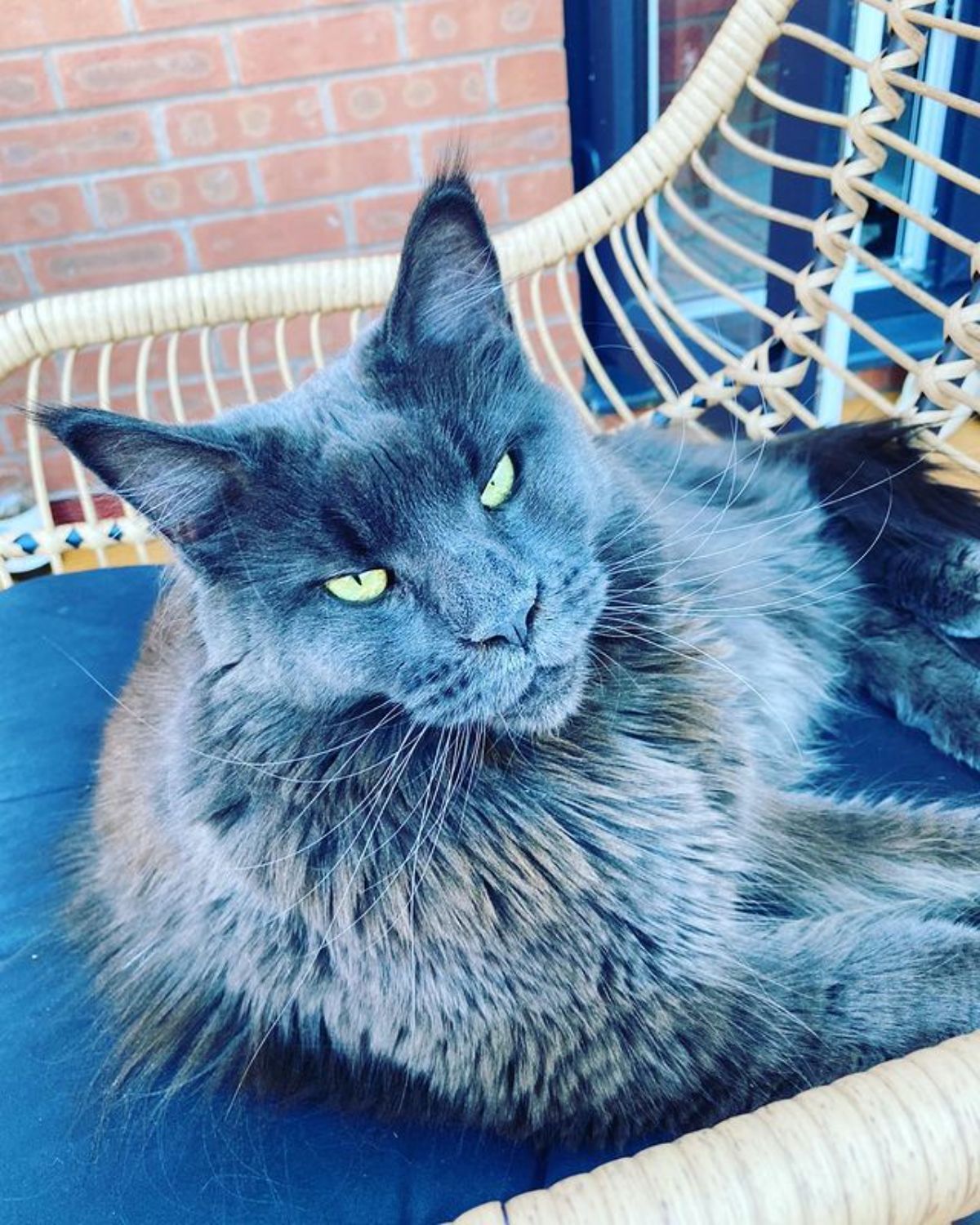 A beautiful blue maine coon lying on a chair.
