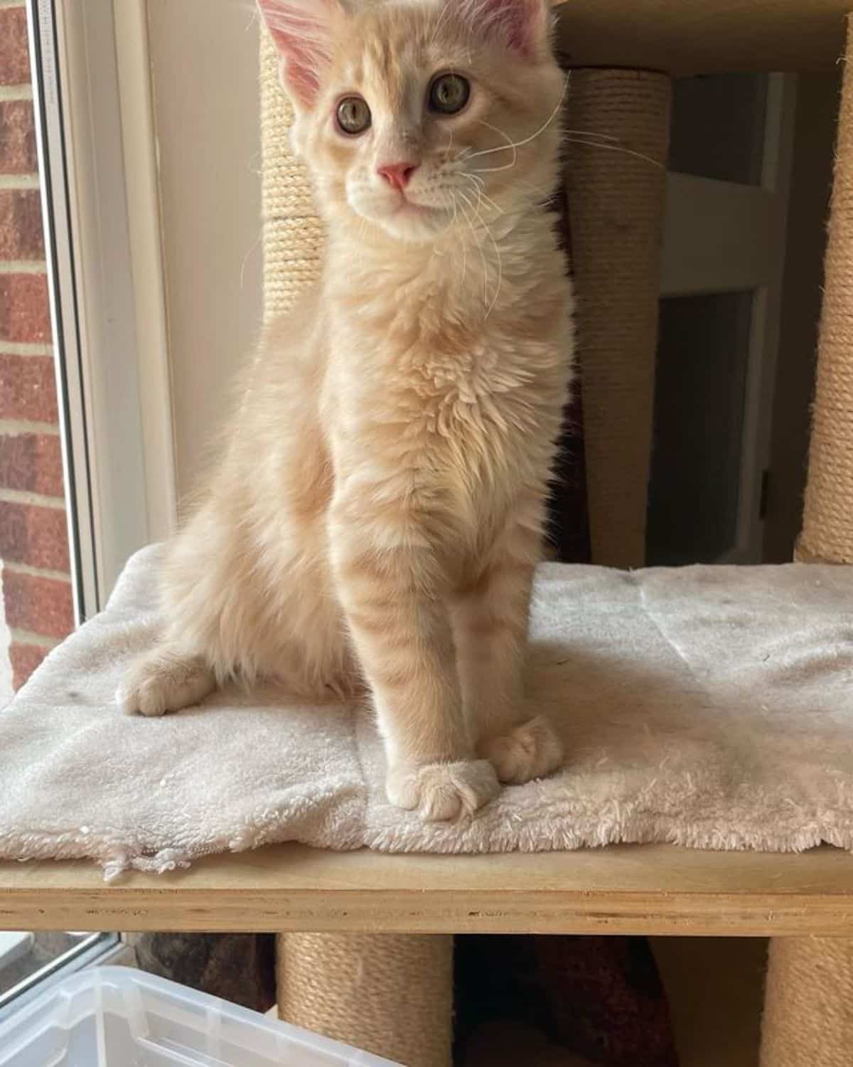 A creamy maine coon sitting on a cat tree.