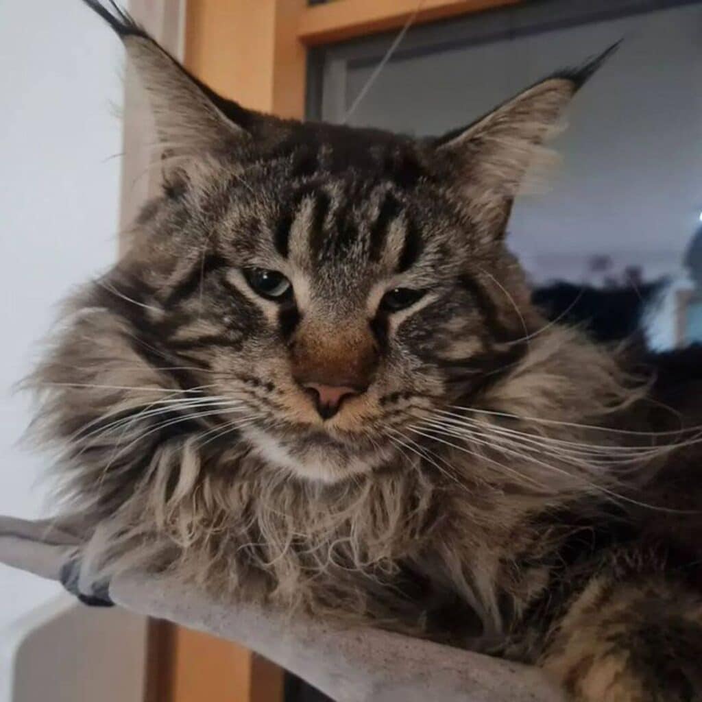 21 Brown Maine Coons That Deserve an "Awww" - MaineCoon.org