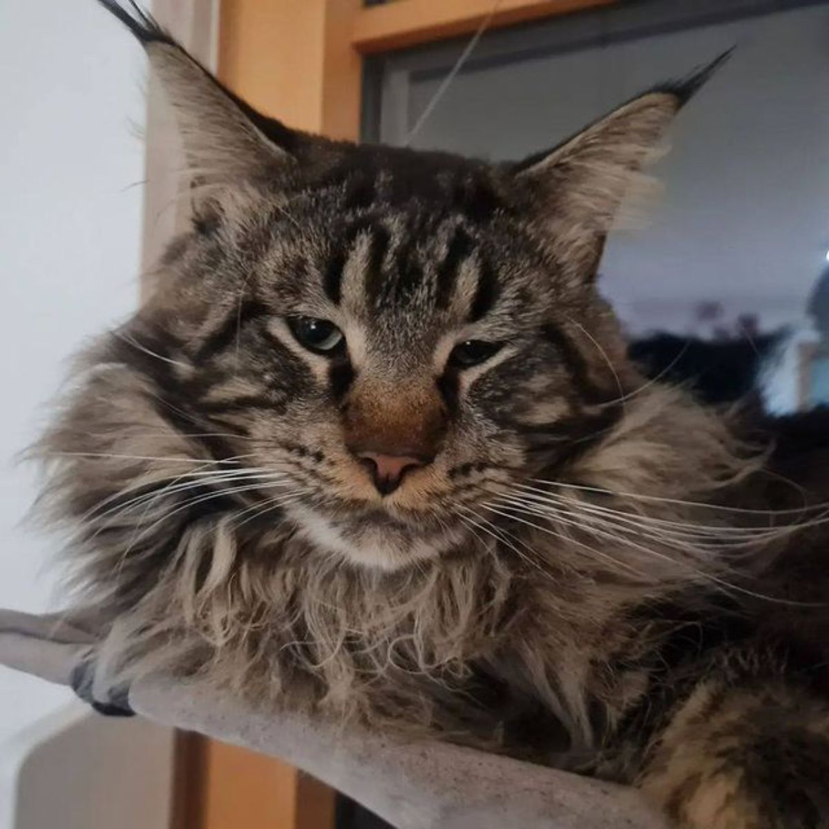 A brown maine coon lying on a hammock looking bored.