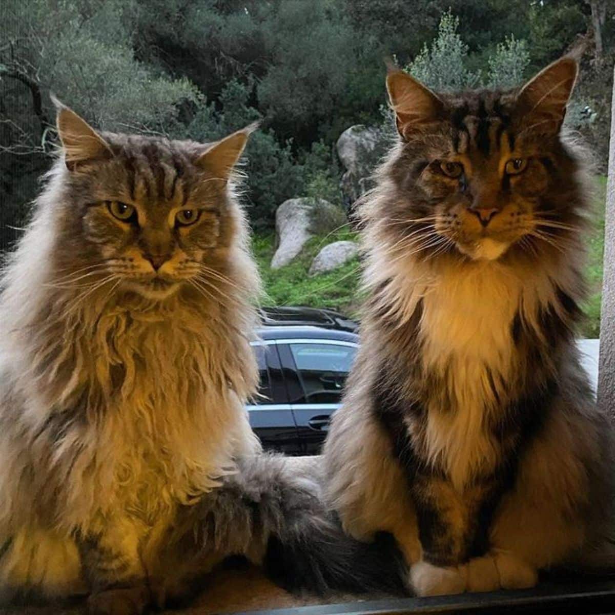 Two gray maine coons sitting on a windowsill.
