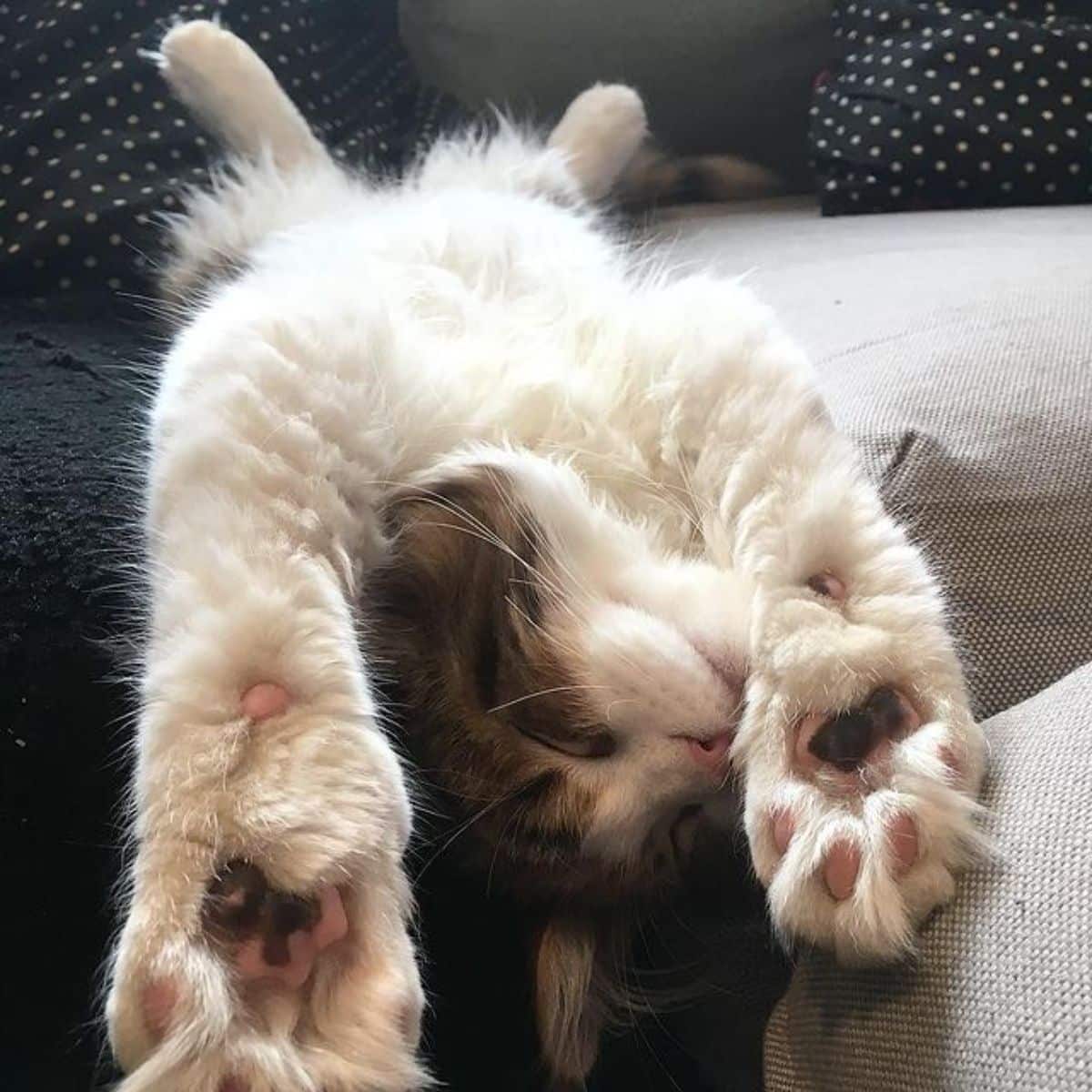 A cute maine coon kitten lying on a couch in a funny pose.