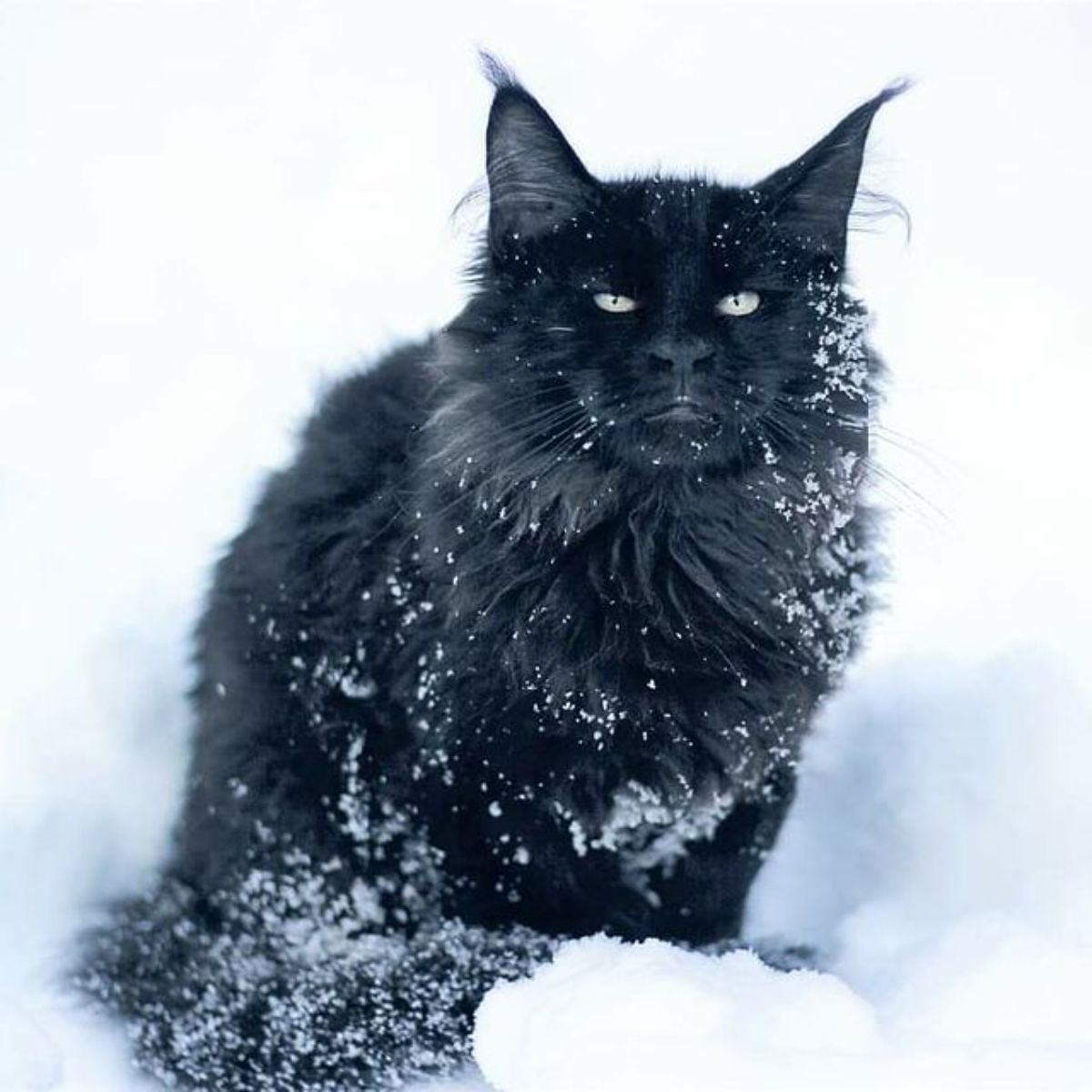 A grumpy-looking black maine coon sitting in the snow.