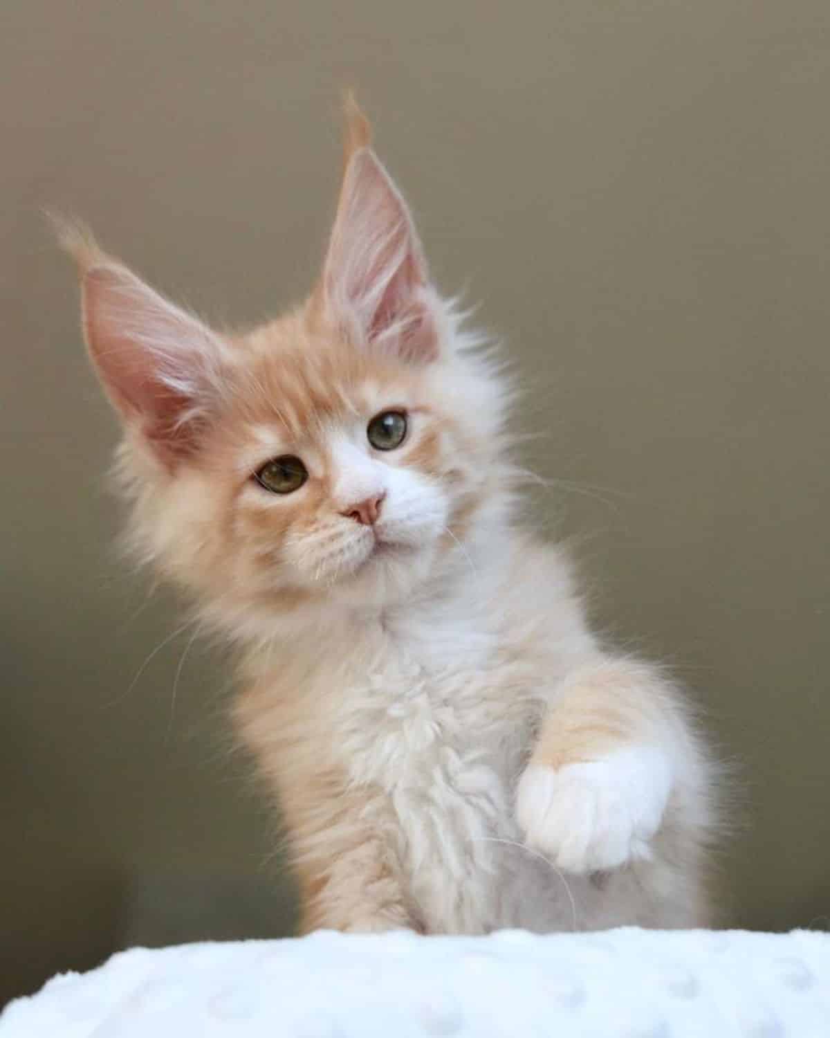 A fluffy ginger maine coon kitten with a paw in the air sitting on a pillow.