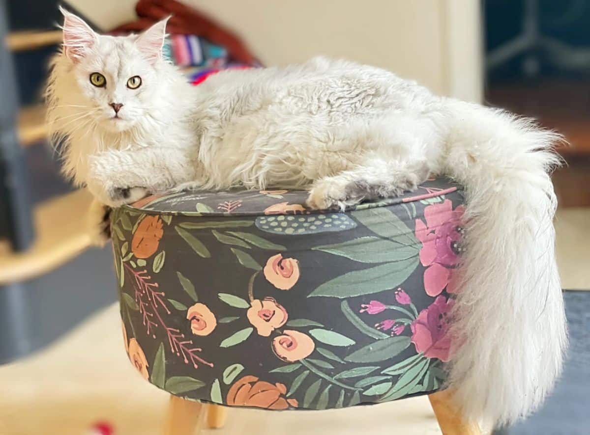 A fluffy silver maine coon lying on a taburete.