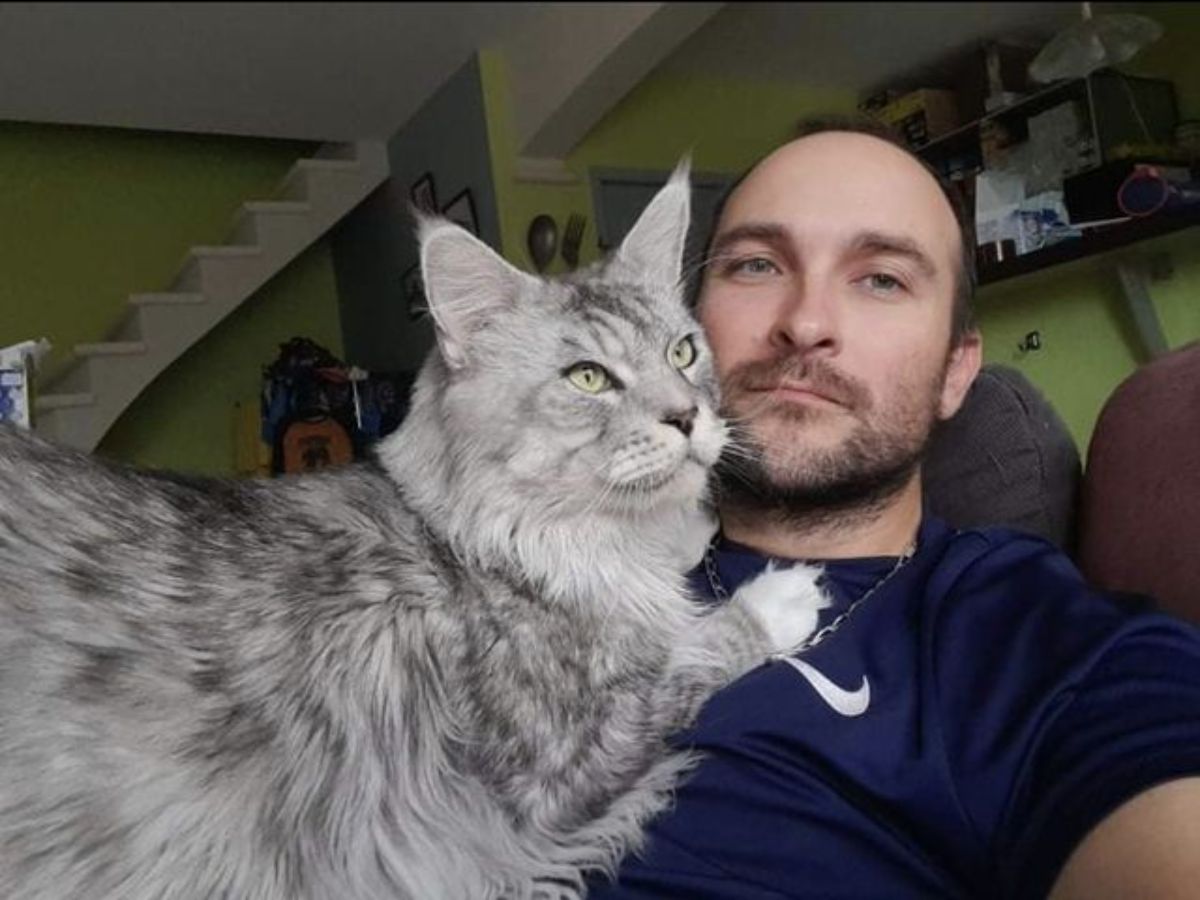 A fluffy silver maine coon lying on an owner's chcest.