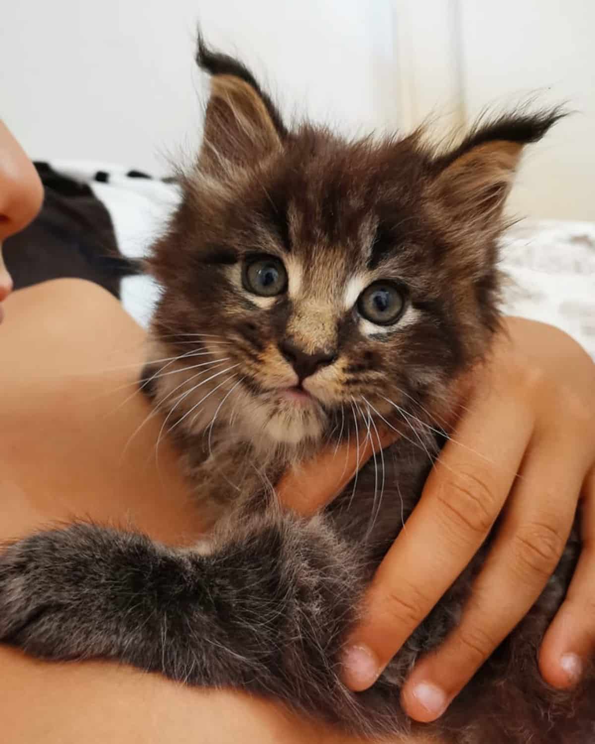 A hand holding a cute tabby maine coon kitten.