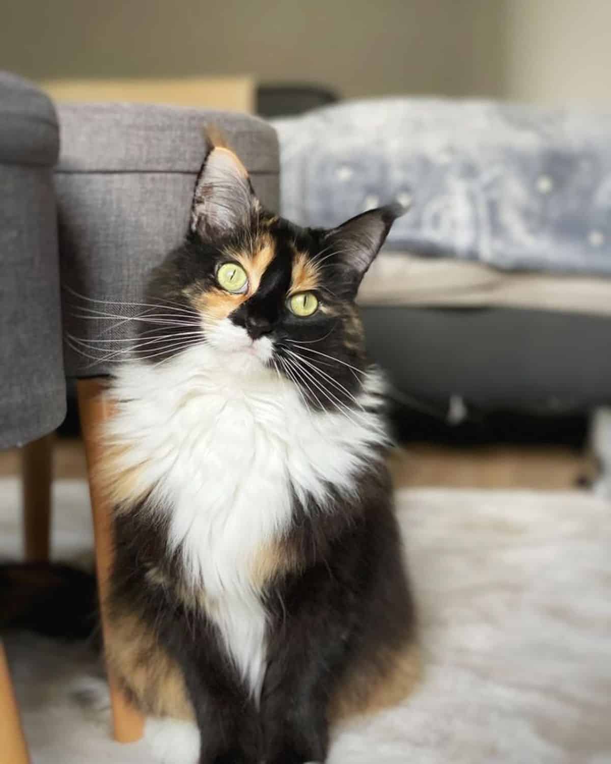 A beautiful tuxedo maine coon with golden eyes sitting on a white carpet.