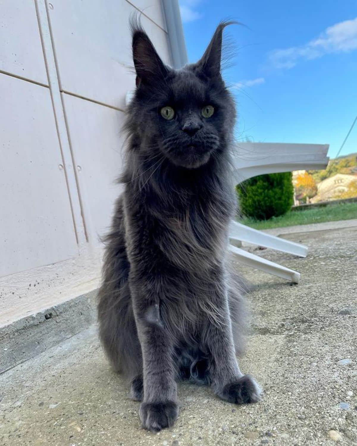 A fluffy blue maine coon sitting on a pavement.