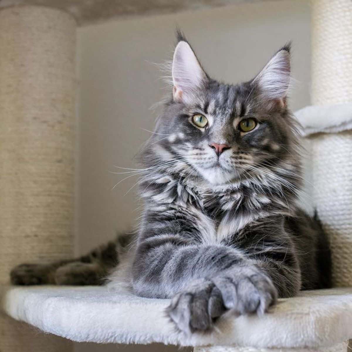 A gray-white maine coon lying on a cat tree.