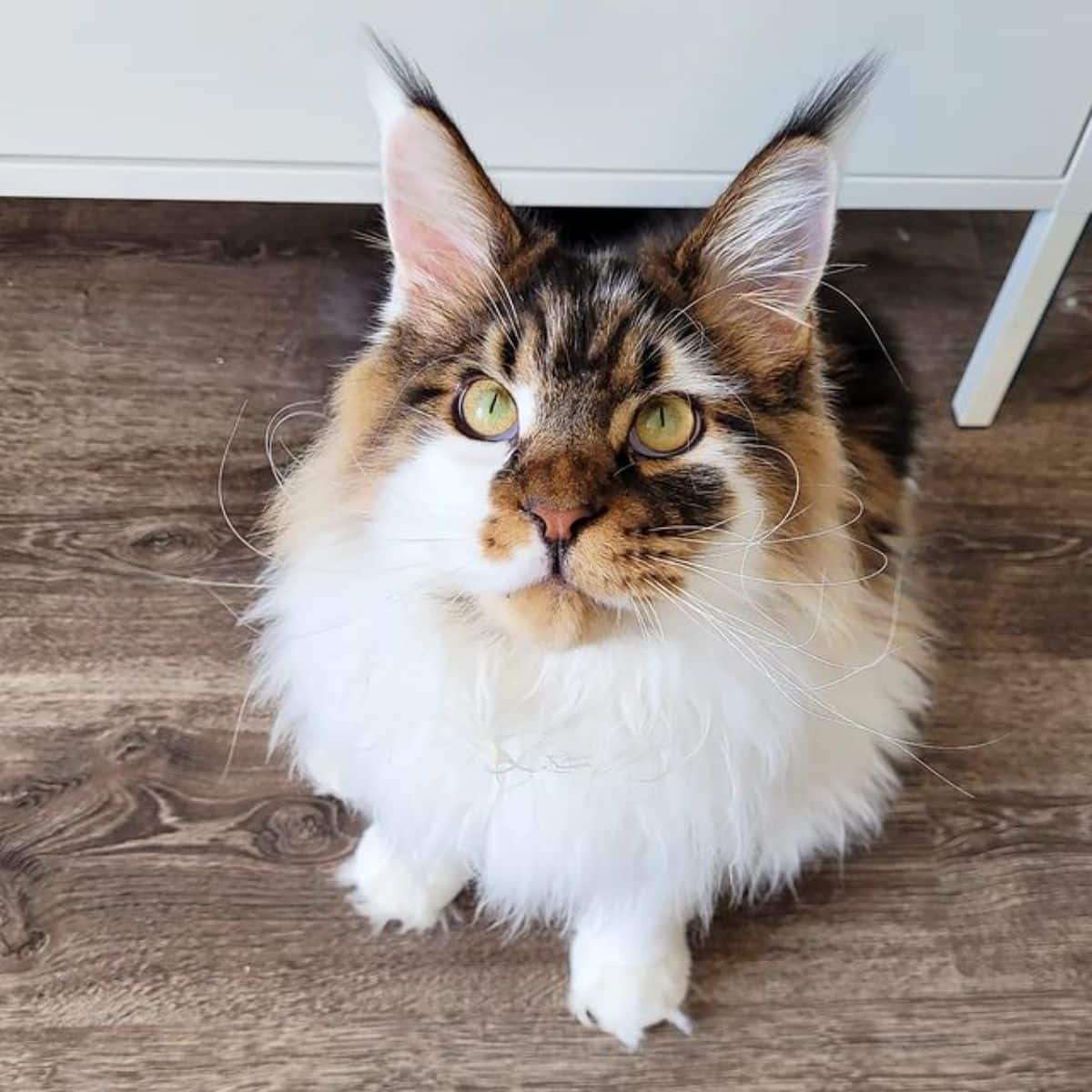 A white-brown maine coon with golden eyes sitting on a floor.