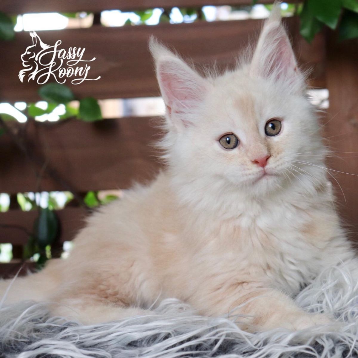 A fluffy cream maine coon kitten lying on a fluffy carpet.