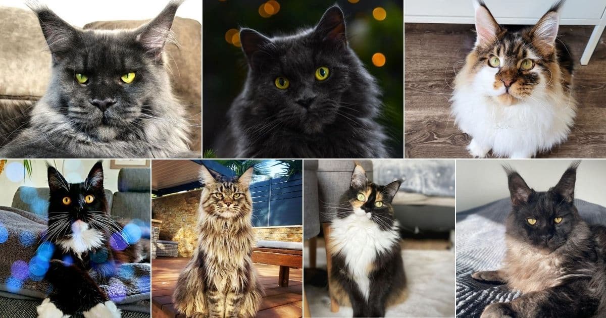 17 Gorgeous Maine Coon Cats With Gold Eyes facebook image.