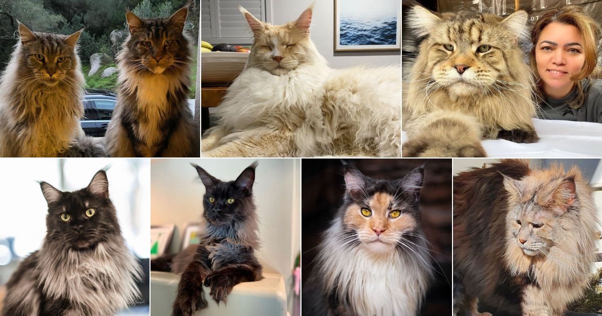17 Gorgeous Maine Coon Cats with Neck Ruff facebook image.