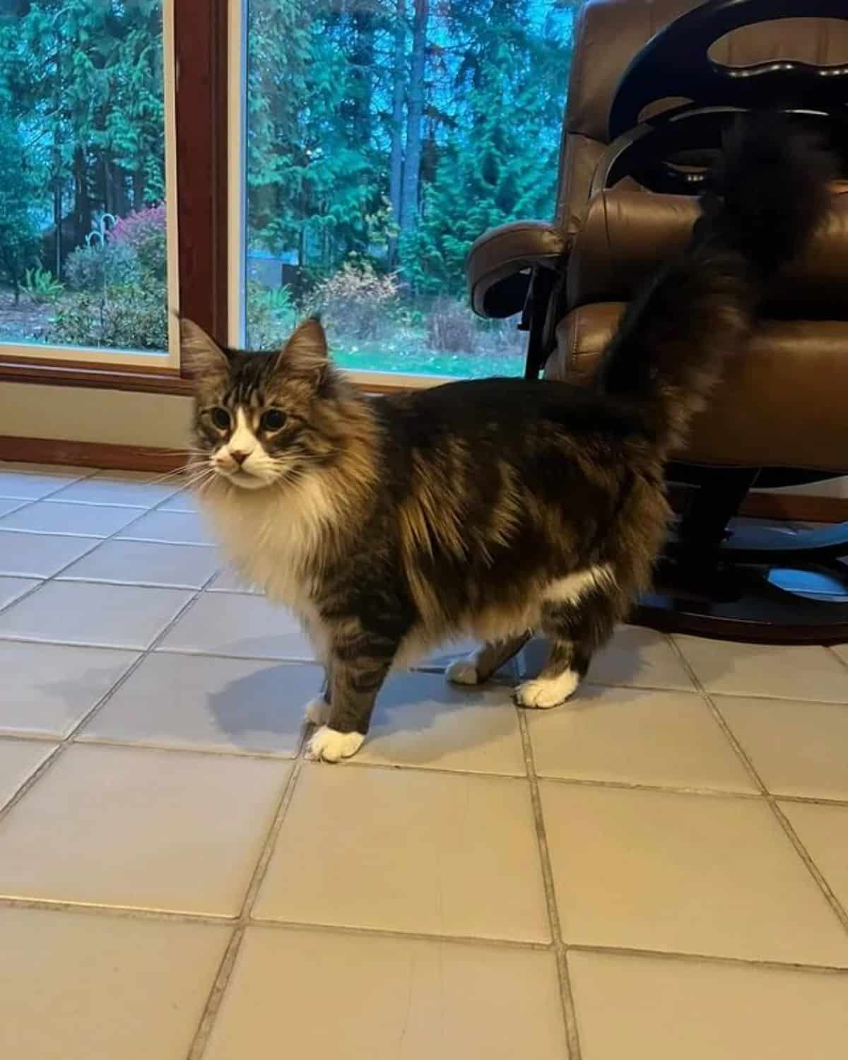 A brown-white maine coon standing on a floor.