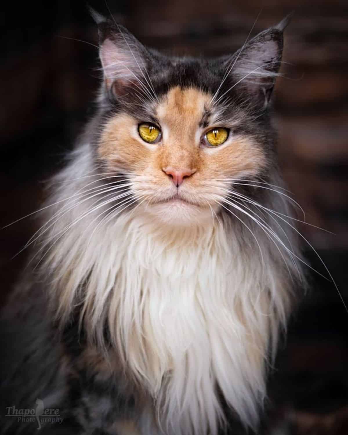 A beautiful multicolor maine coon with a neck ruff.